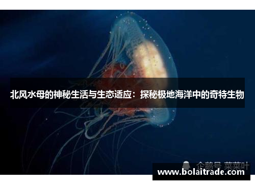 北风水母的神秘生活与生态适应：探秘极地海洋中的奇特生物